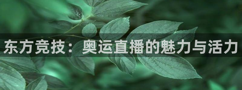 飞球直播网页版下载