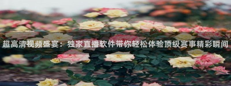 飞球直播在线观看